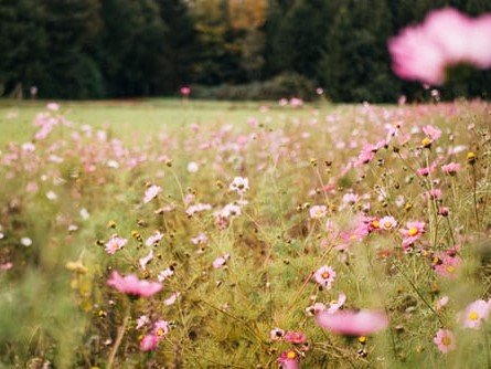 "יומן מסע" - לימוד ימימה (חשיבה הכרתית)